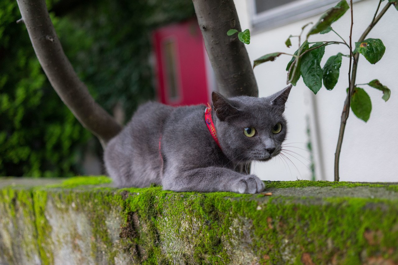 中野にあるトリミング バール スクウの保護犬 保護猫達の撮影をしてきました 興味のある方是非 Http Skuu Jimdo Com こちらから 矢後虎志 Note