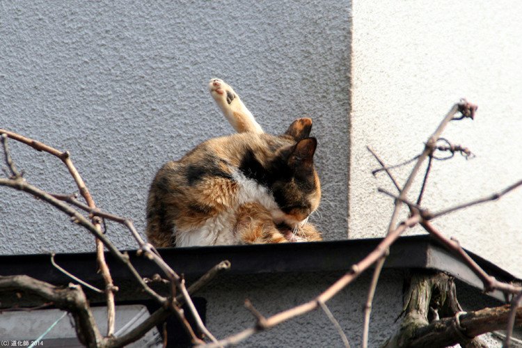 Stray cat 171  #cat #猫 #ねこ #ネコ #yoga #ヨガ #photo #写真