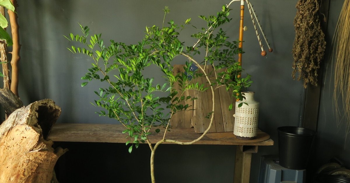 シルクジャスミン　花が咲き実が成る観葉植物　室内外 シルクジャスミン 花が咲き実が成る観葉植物 室内外 シルク