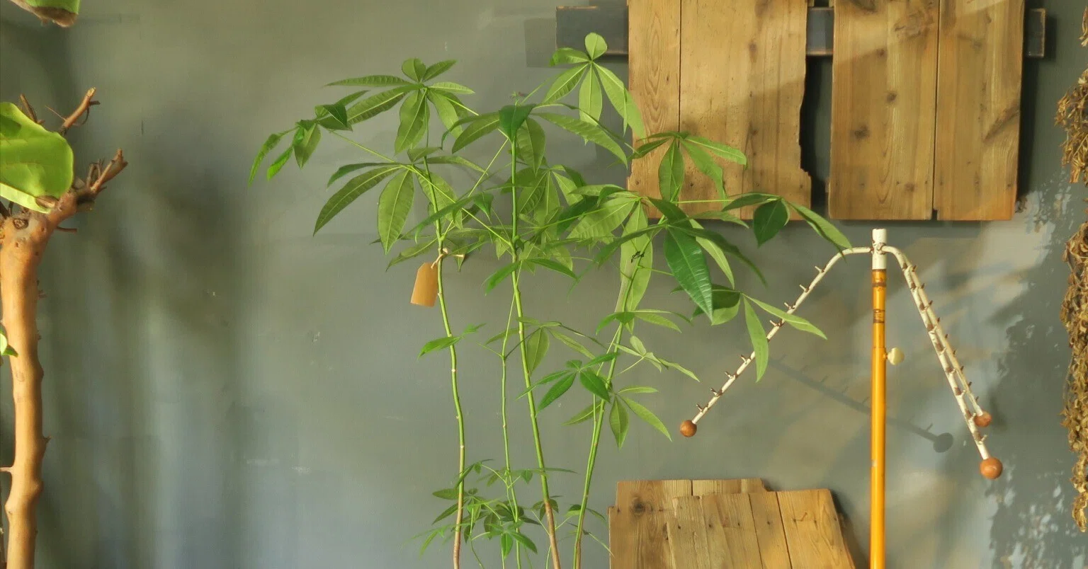 パキラの育て方｜花屋のラフ