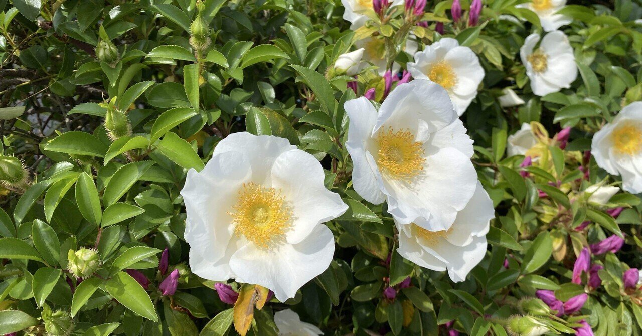 白い薔薇の花｜之哲／Yuki Satoru