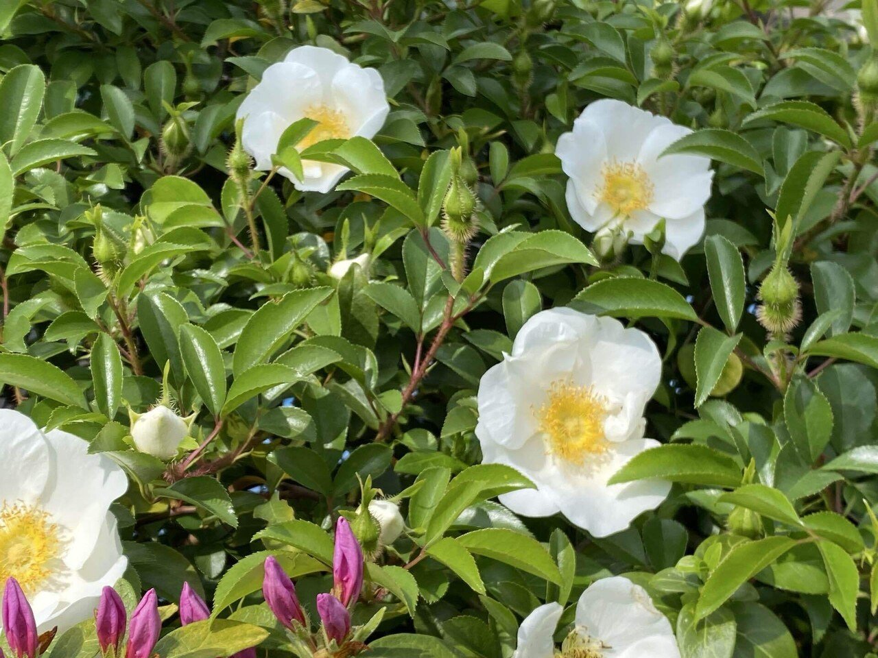 白い薔薇の花｜之哲／Yuki Satoru