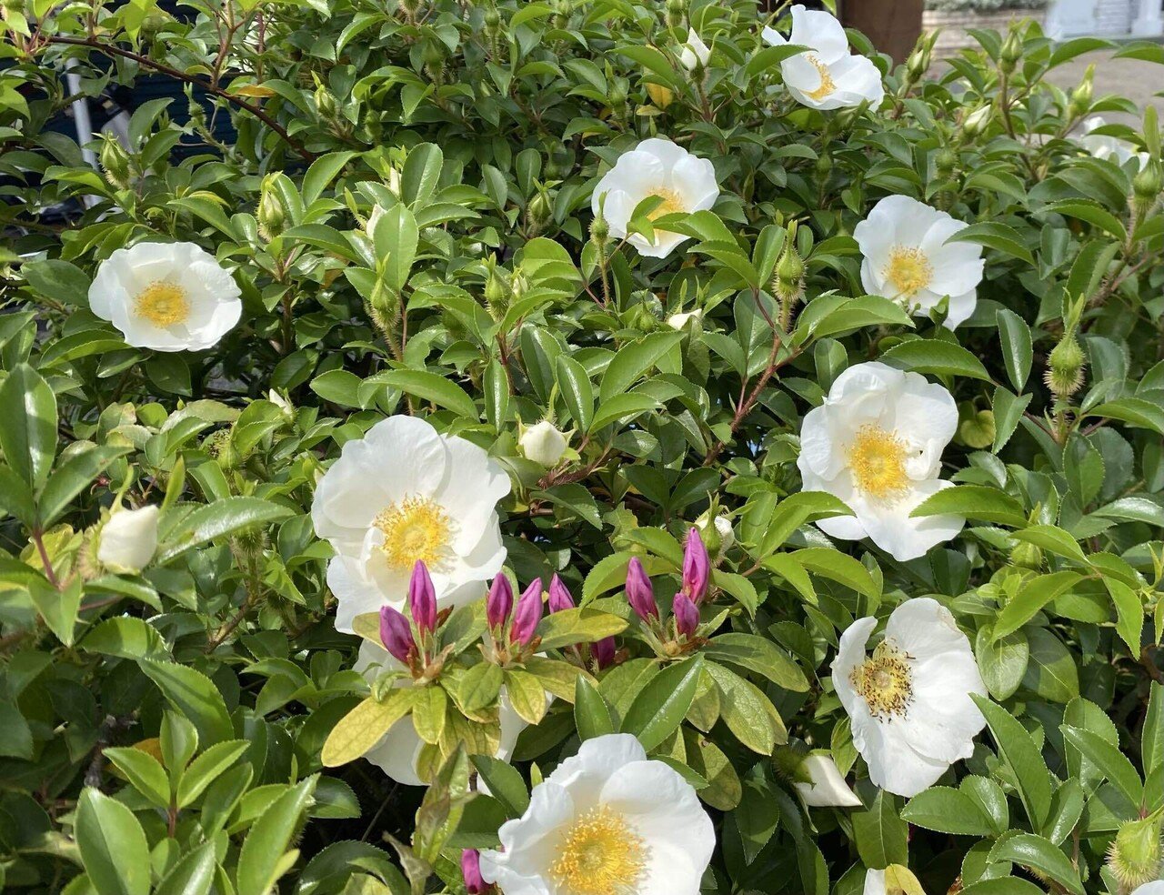 白い薔薇の花｜之哲／Yuki Satoru