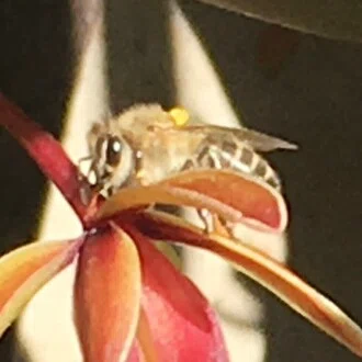 自己紹介：みつばちのいる暮らし🐝 はじめてのnote｜bee.friendly