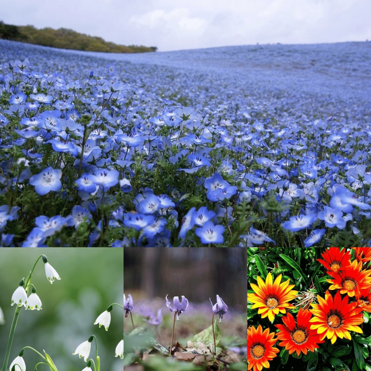 1月28日お誕生日の方おめでとうございます 今日の誕生花の花言葉は ネモフィラ どこでも成功 可憐 スノーフレーク 純粋 純潔 カタクリ 初恋 寂しさに耐える ガザニア あなたを誇りに思う 今日 Monstera18 Note