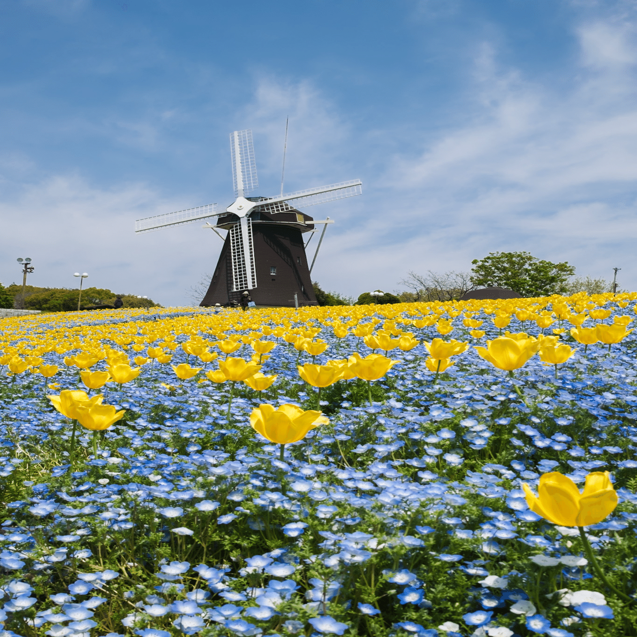 鶴見緑地のネモフィラが綺麗だった/ X100VI｜Yuu