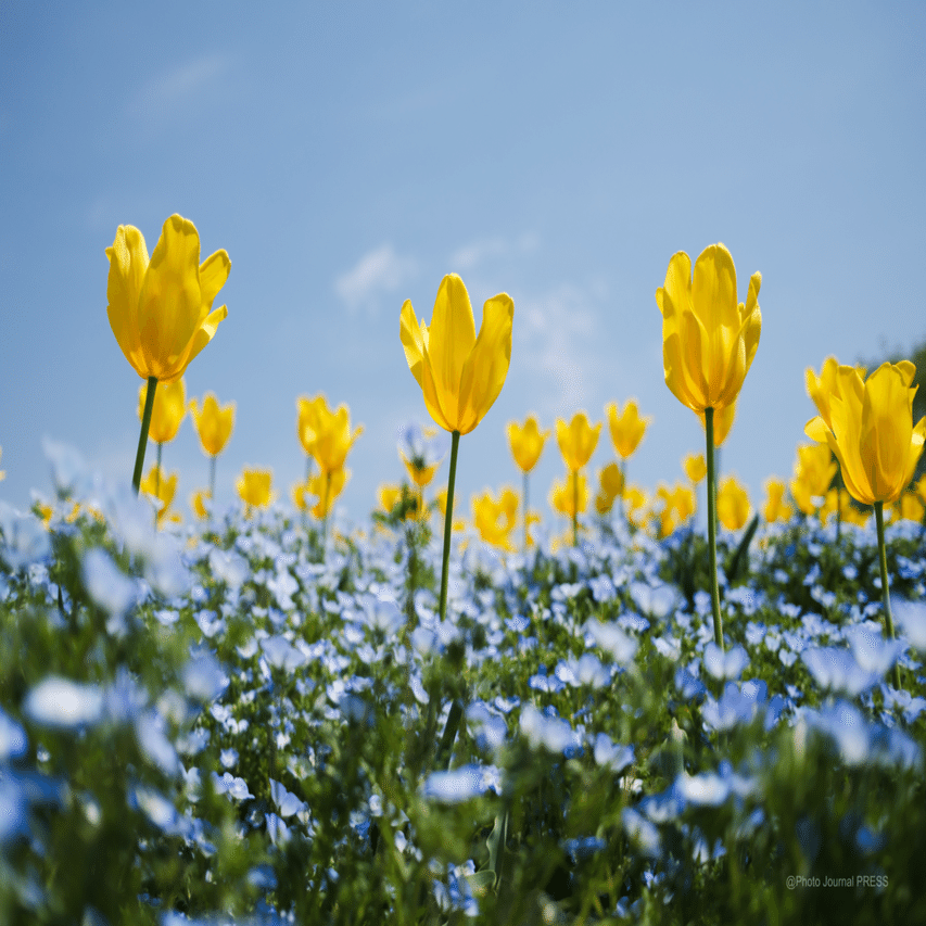 鶴見緑地のネモフィラが綺麗だった/ X100VI｜Yuu