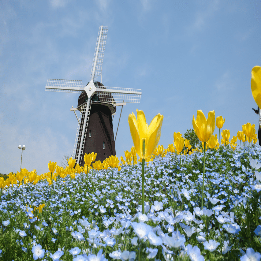 Ｆ・Ｌ・Ｙ・フォンタネ、花、超希少、新品額付、状態良好 鶴見緑地のネモフィラが綺麗だった/ X100VI｜Yuu