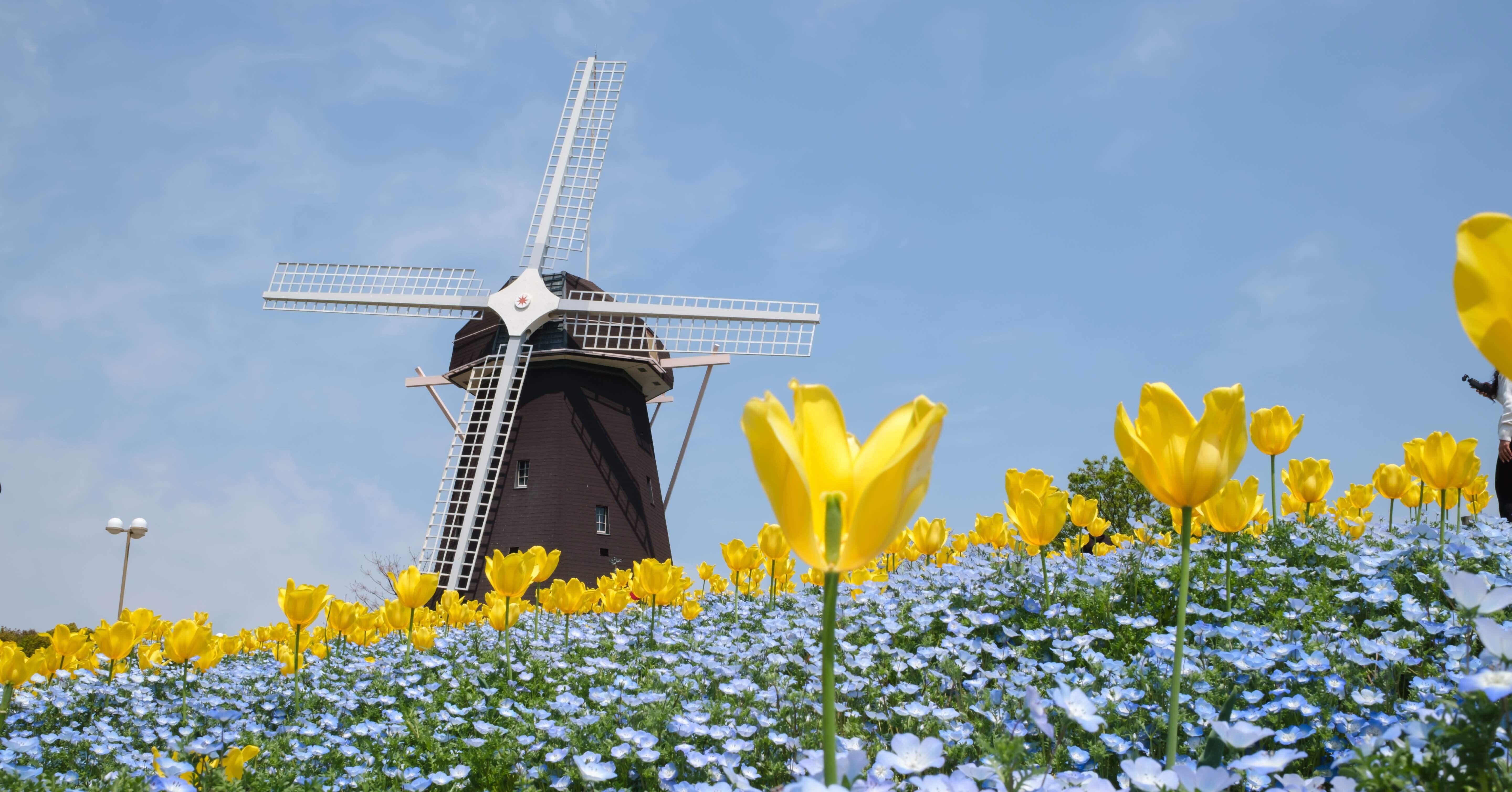 地球と花 鶴見緑地のネモフィラが綺麗だった/ X100VI｜Yuu