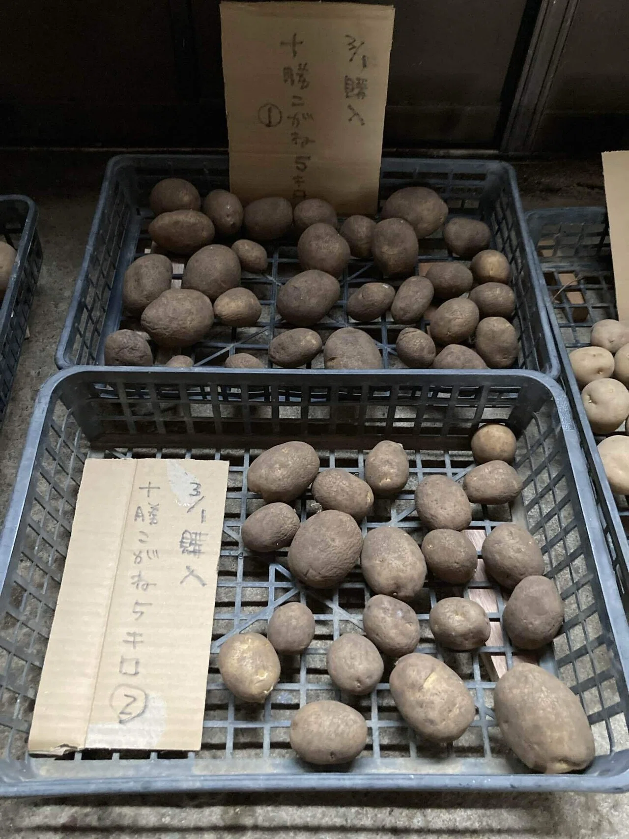 じゃがいもの植え付け～新規就農への記録その69」｜はたけのいす