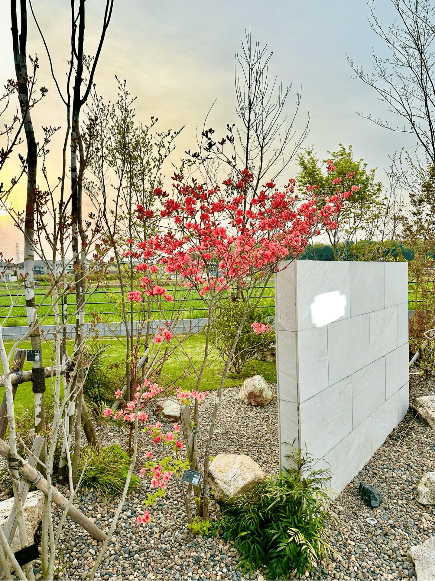 植え付け後2年の山採りのヤマツツジ。 根付いたあとの旺盛な姿は