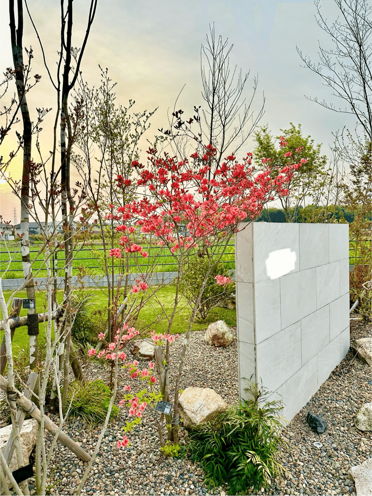 逸品。山採り ヤマツツジ2.3M(鉢底から) 逸品。山採り ヤマツツジ2.3M(鉢底から)