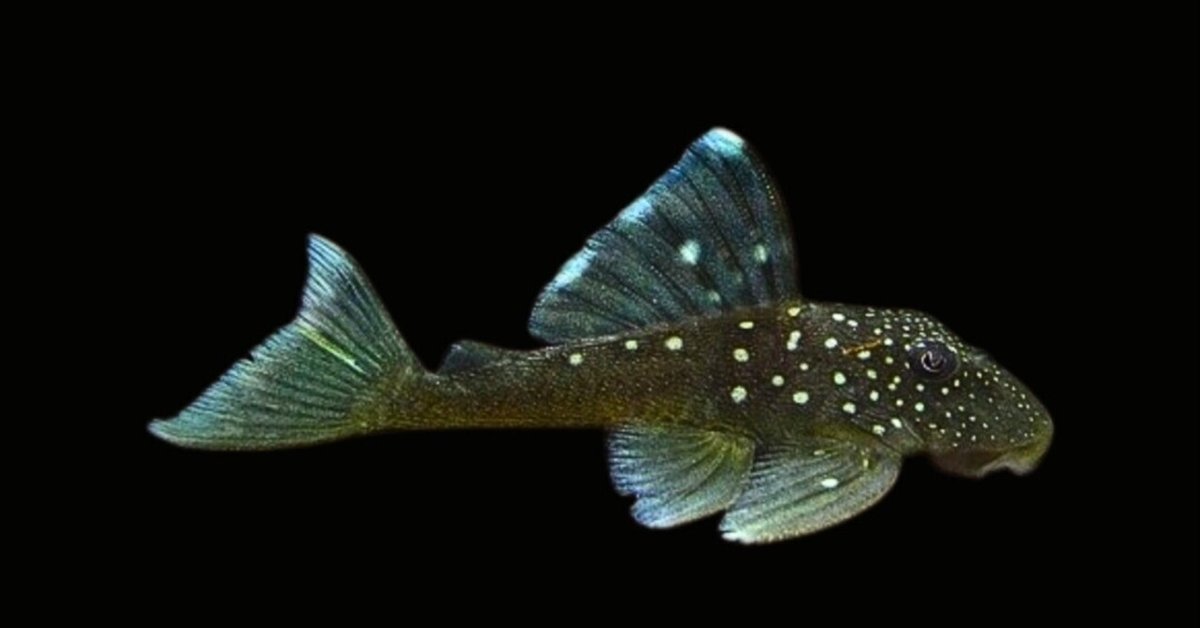 ブルーフィンペッコルティア｜熱帯魚・プレコの仲間｜初心者向け