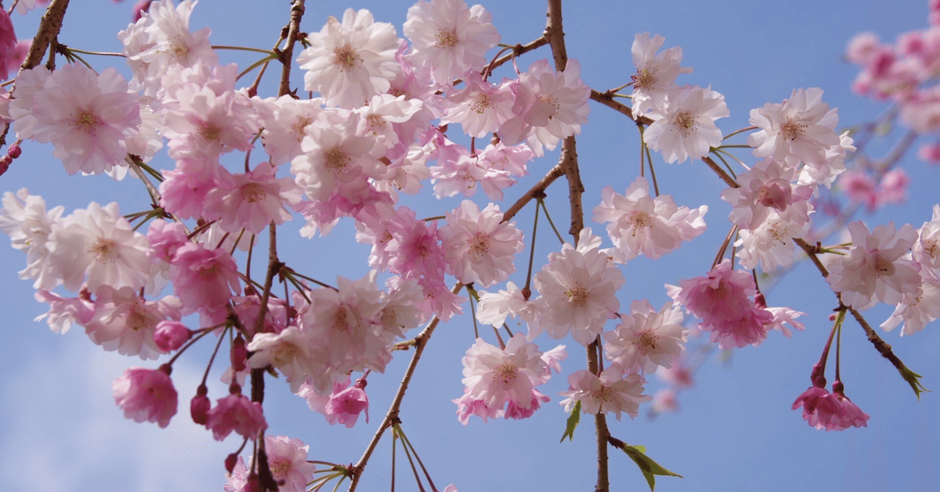 2025年春ドラマで注目したい次世代女優リスト｜高倉文紀, image size:1920x1005