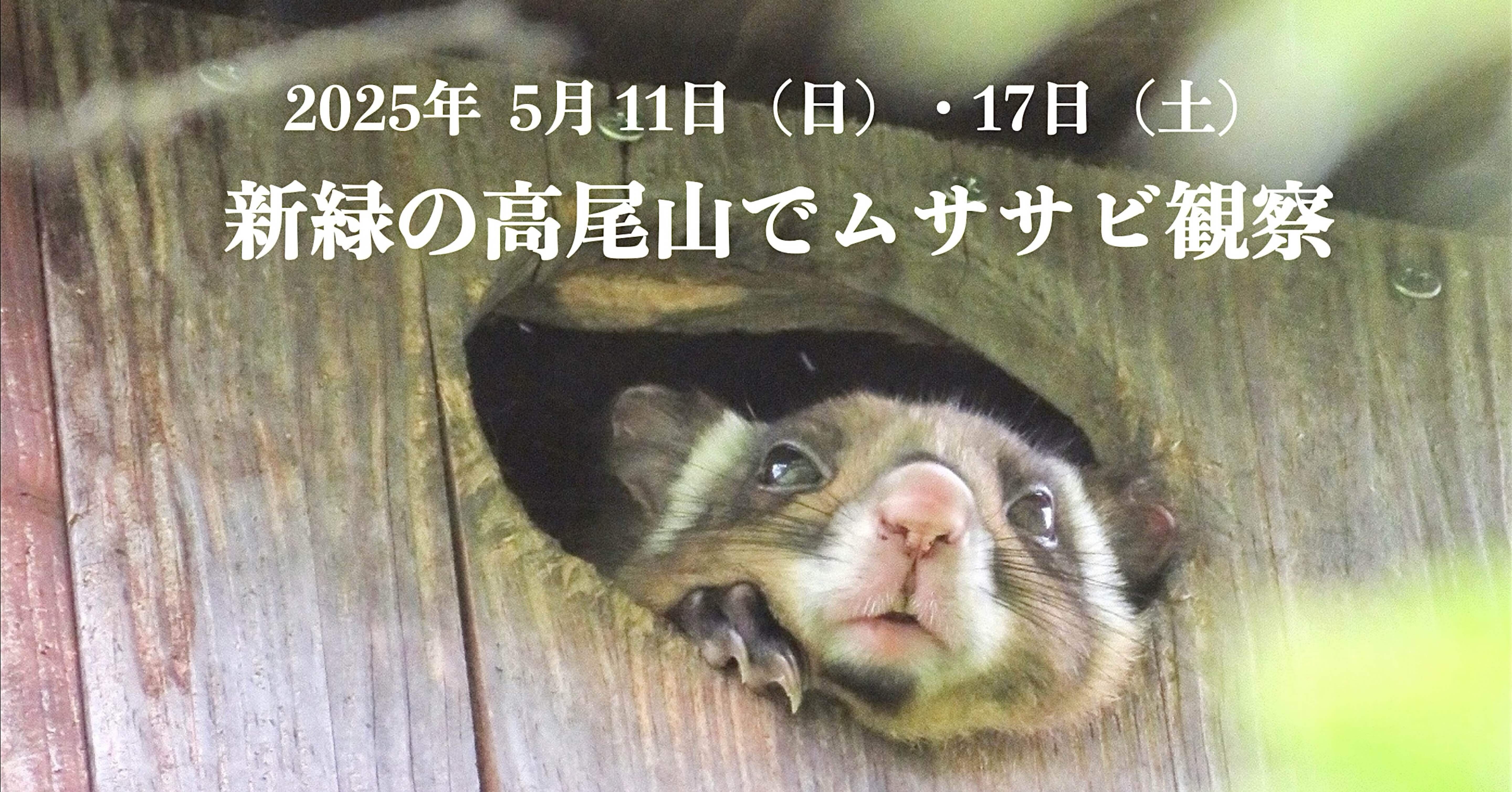 ムササビ出品 ムササビウォッチング | 軽井沢の自然体験アクティビティ | ピッキオ