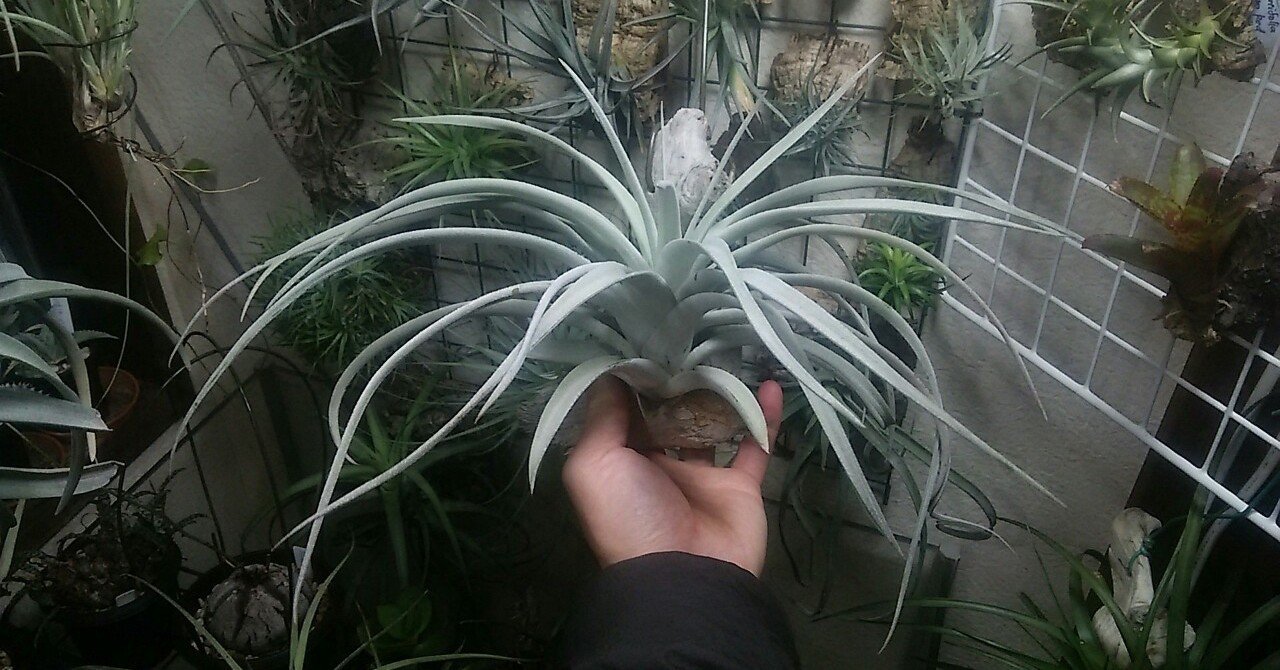 チランジア＋資材等入荷リスト1/23｜NatureGarden🌿神田