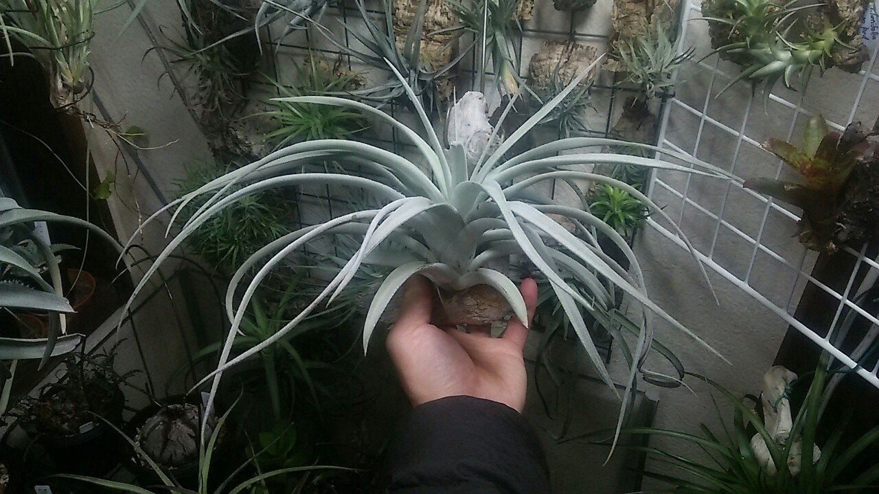 チランジア＋資材等入荷リスト1/23｜NatureGarden🌿神田