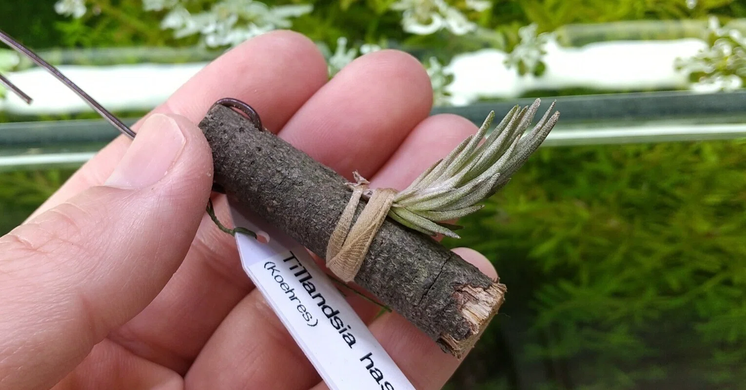 チランジア入荷リスト4/12｜NatureGarden?神田