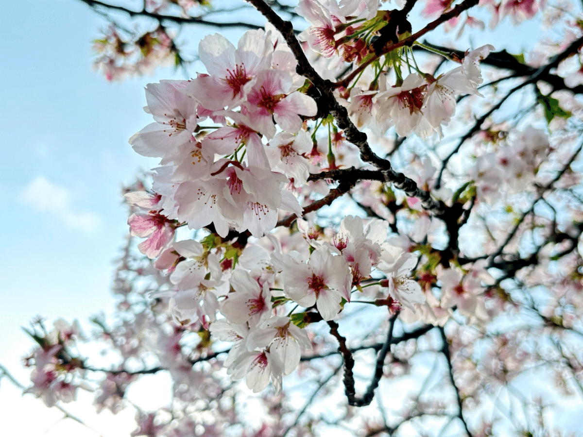 桜散る rectangle_large_type_2_9cbd484