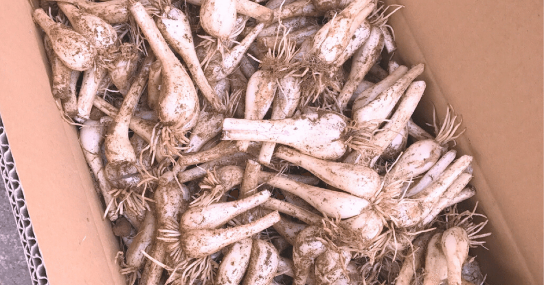 鳥取のらっきょうと鹿児島のらっきょうの違い｜出水堂