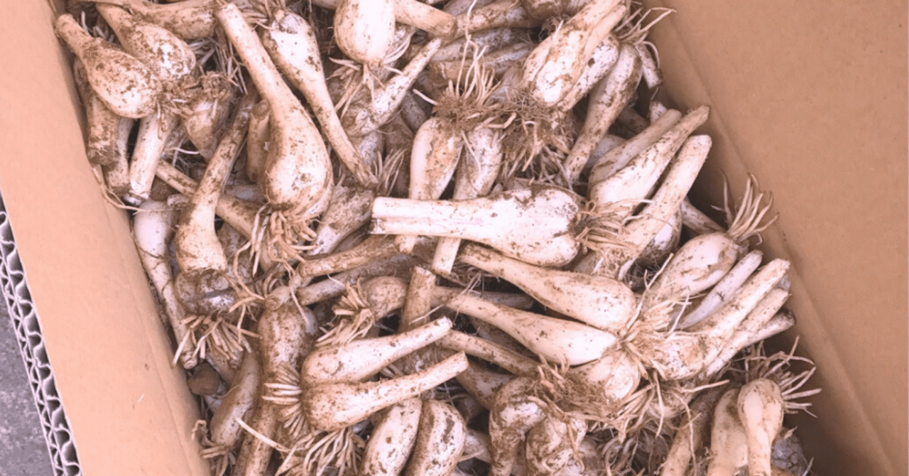 鳥取のらっきょうと鹿児島のらっきょうの違い｜出水堂