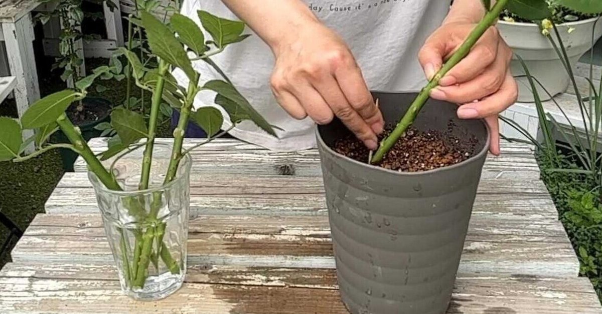 最終決算 小さな苗が立派に育つ、挿し木バラ成功のカギはここ♪｜[無農薬 花
