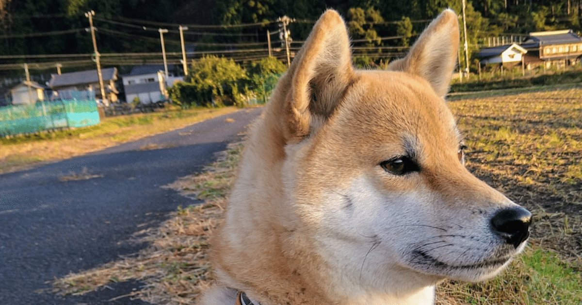 犬マユゲでいこう最新刊『犬マユゲでいこう not まちがいさがし