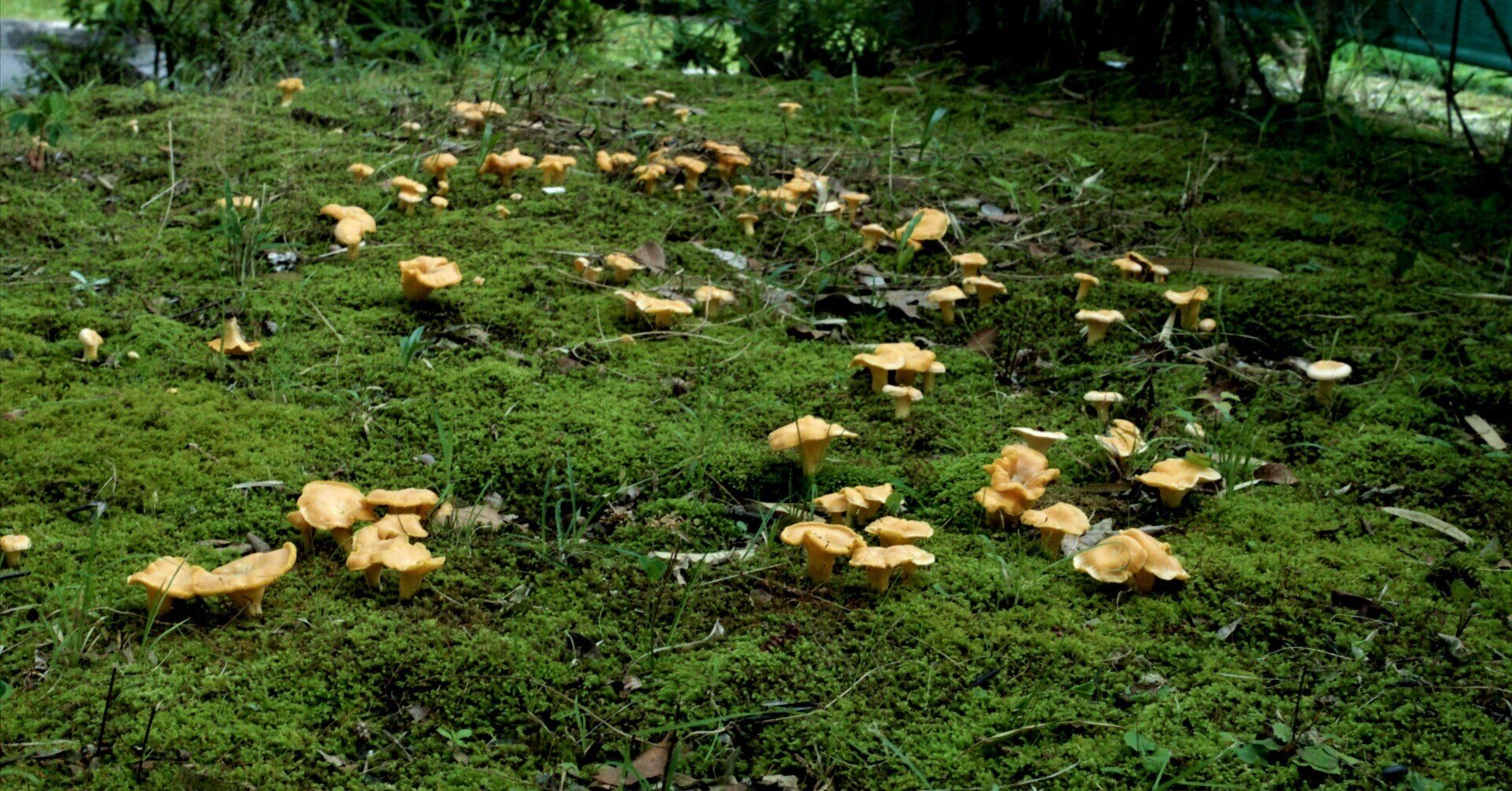 1890 年　大判キノコのプリント　ヒロハアンズタケ 札幌近郊のきのこ