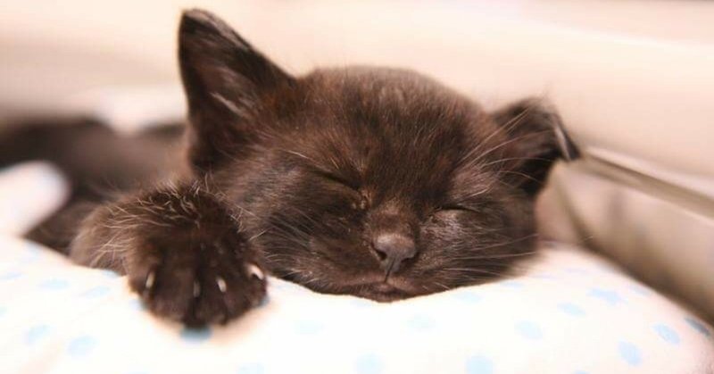 猫エイズについて知ろう 同居猫が感染してた場合 動物の先生 Note