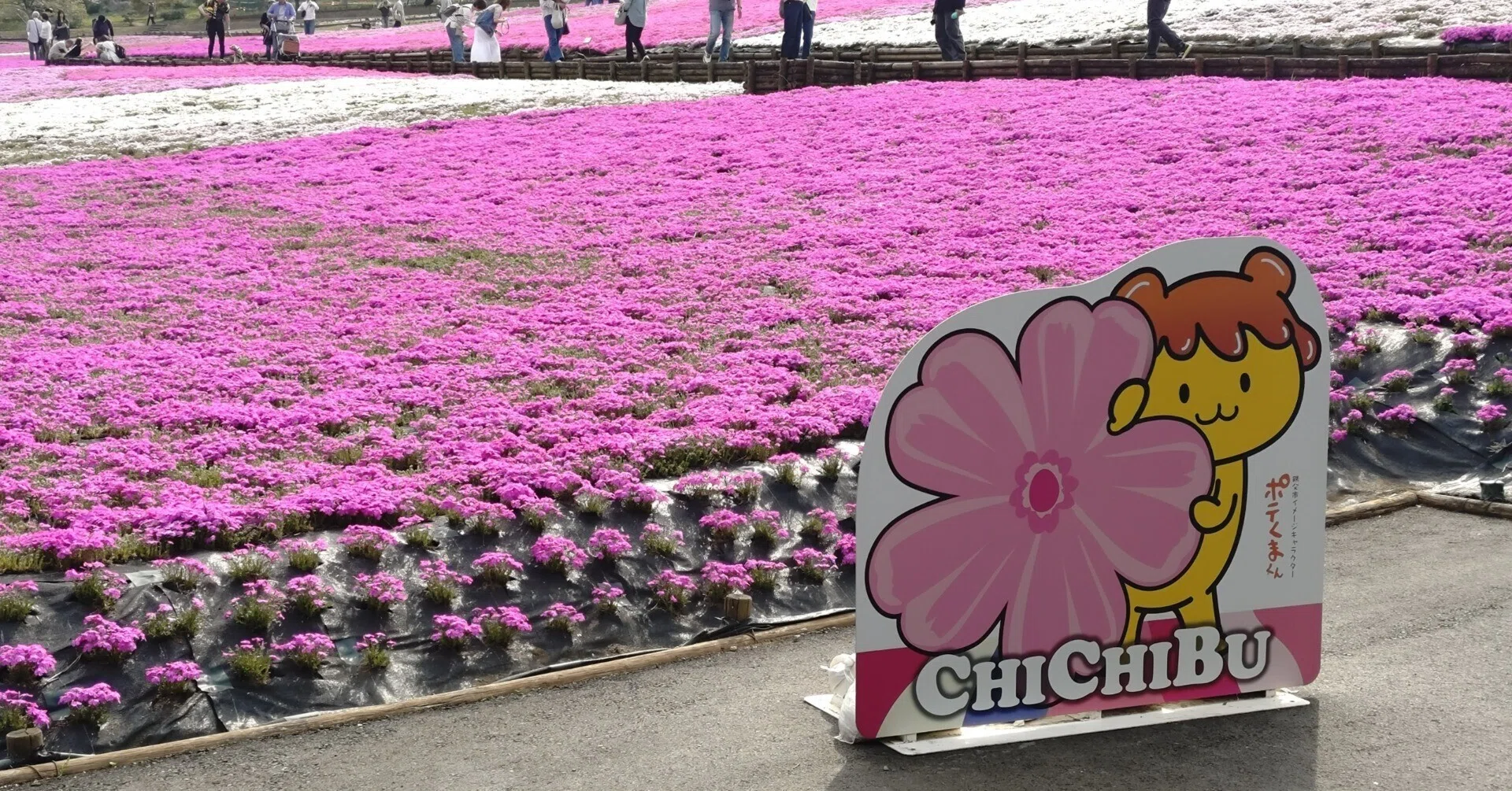 2025年秩父市羊山公園、芝桜の丘～見頃は来週かな？（2025年4月18日