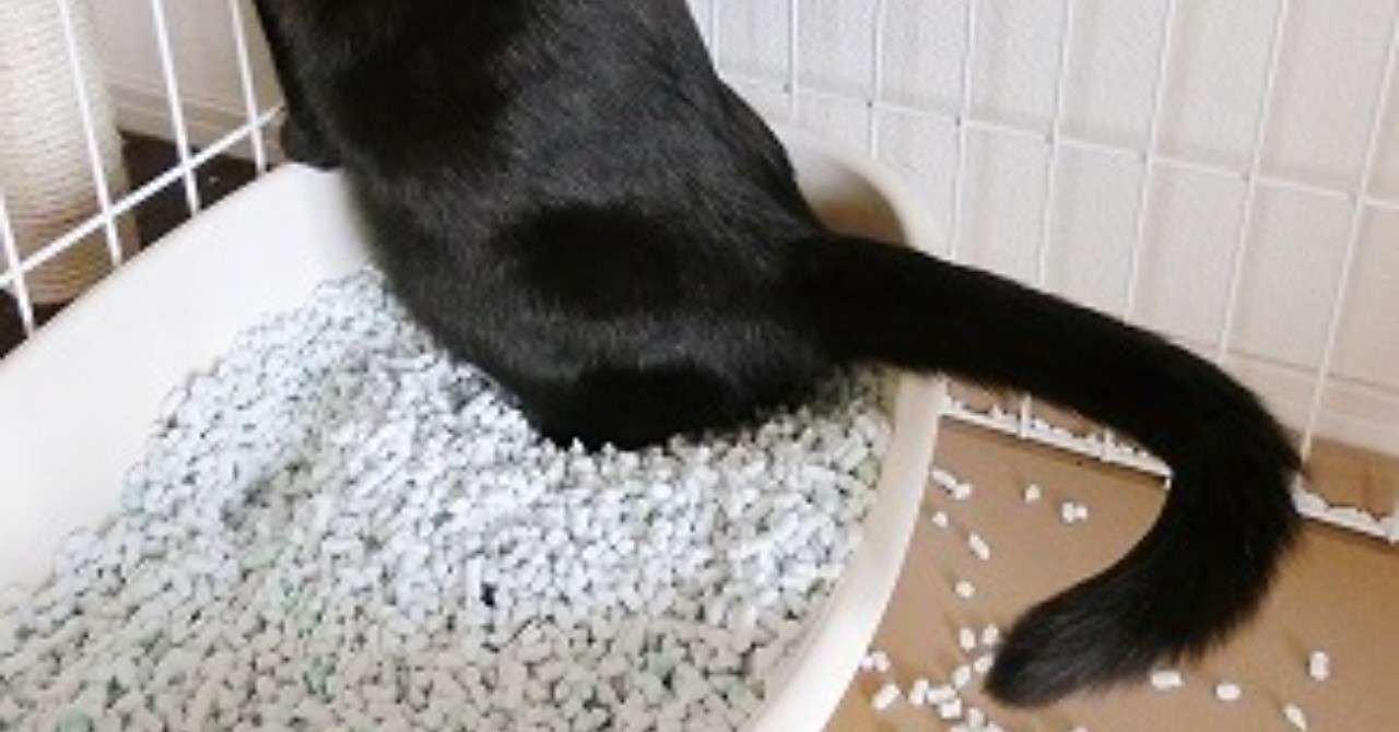 猫がトイレ以外の場所で排泄をしてしまう時 マーキング 動物の先生 Note
