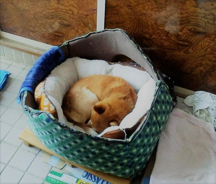 犬も丸くなる の新着タグ記事一覧 Note つくる つながる とどける