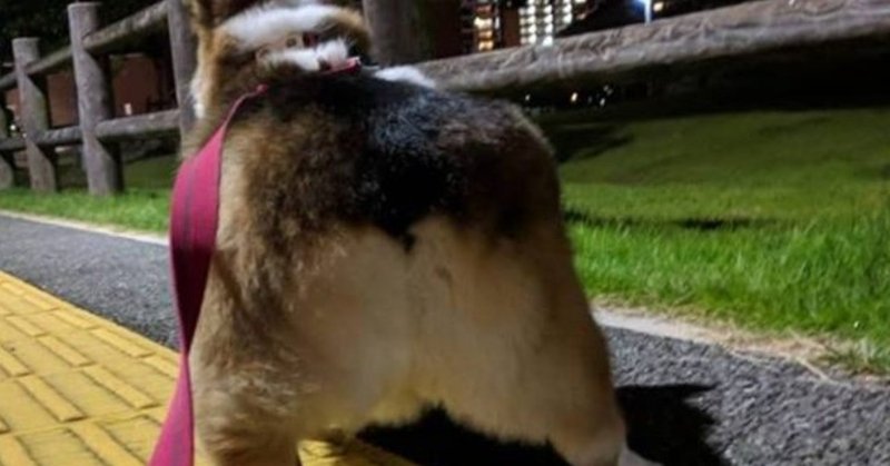 犬 の 校門 絞り やり方 トリマーが教える 犬の肛門腺絞り 持ち方が重要 画像解説あり