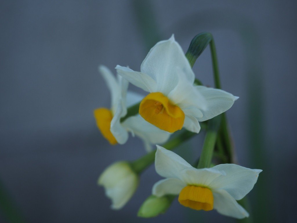 スイセンの花 写真日記 フレネル Note スイセンの花 写真日記 フレネル Note