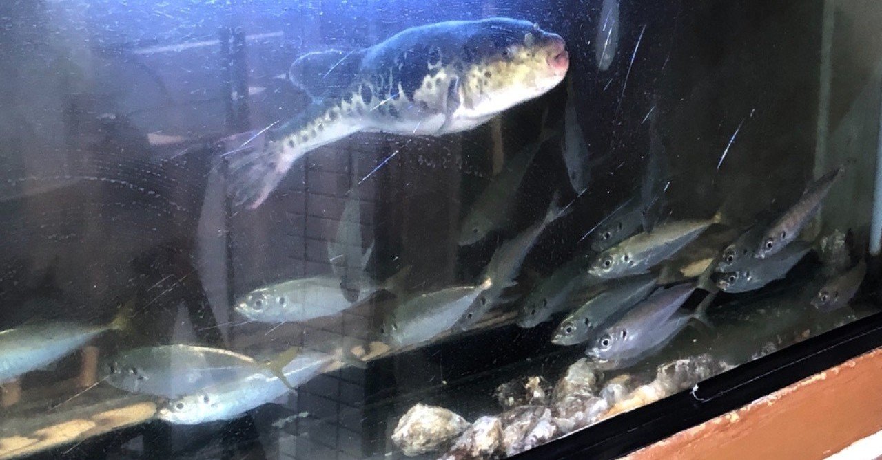 鮮魚と活魚はどう違う 古谷 真知子 Note 鮮魚と活魚はどう違う 古谷 真知子 Note