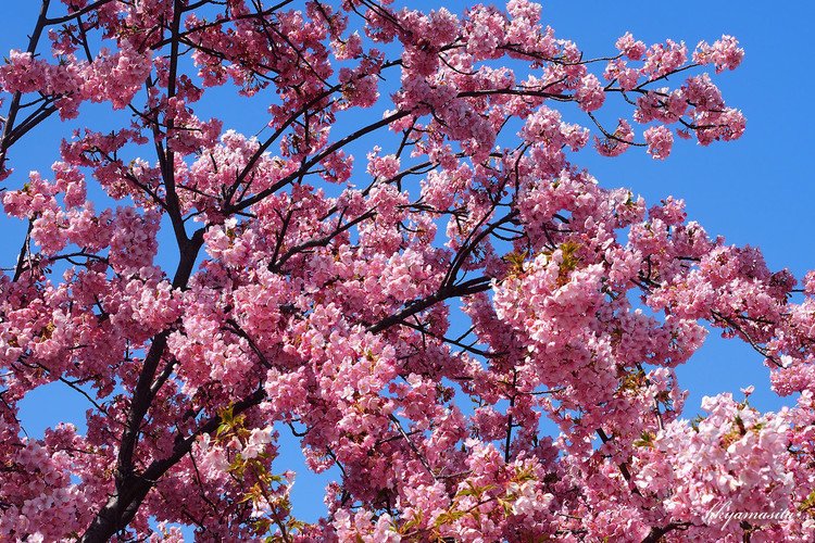 桜の中では、一番ピンクがかった花をつけるのではないでしょうか。