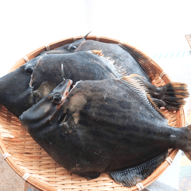 鮮魚と活魚はどう違う 古谷 真知子 Note 鮮魚と活魚はどう違う 古谷 真知子 Note