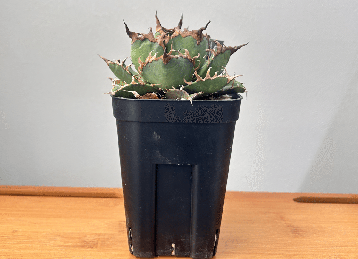 アガベ オアハカオテロイ TC アリゾナ産 【公式通販】