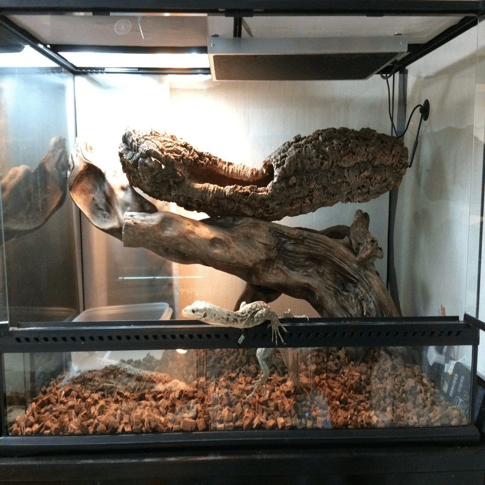 かっこいい飼育部屋を作ろう！立志編｜ハヤト