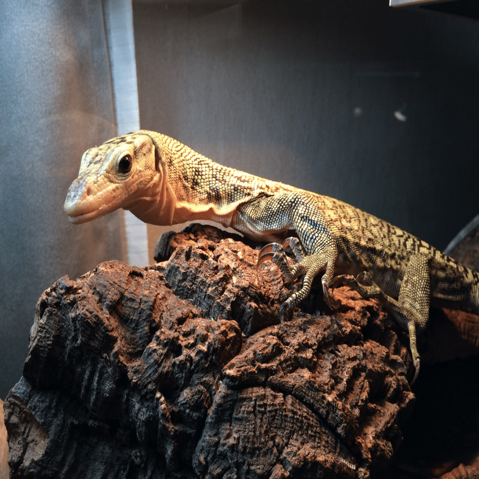 かっこいい飼育部屋を作ろう！立志編｜ハヤト