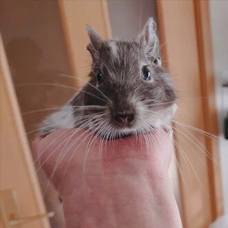 でぐるく −デグーお役立ち情報🦫−