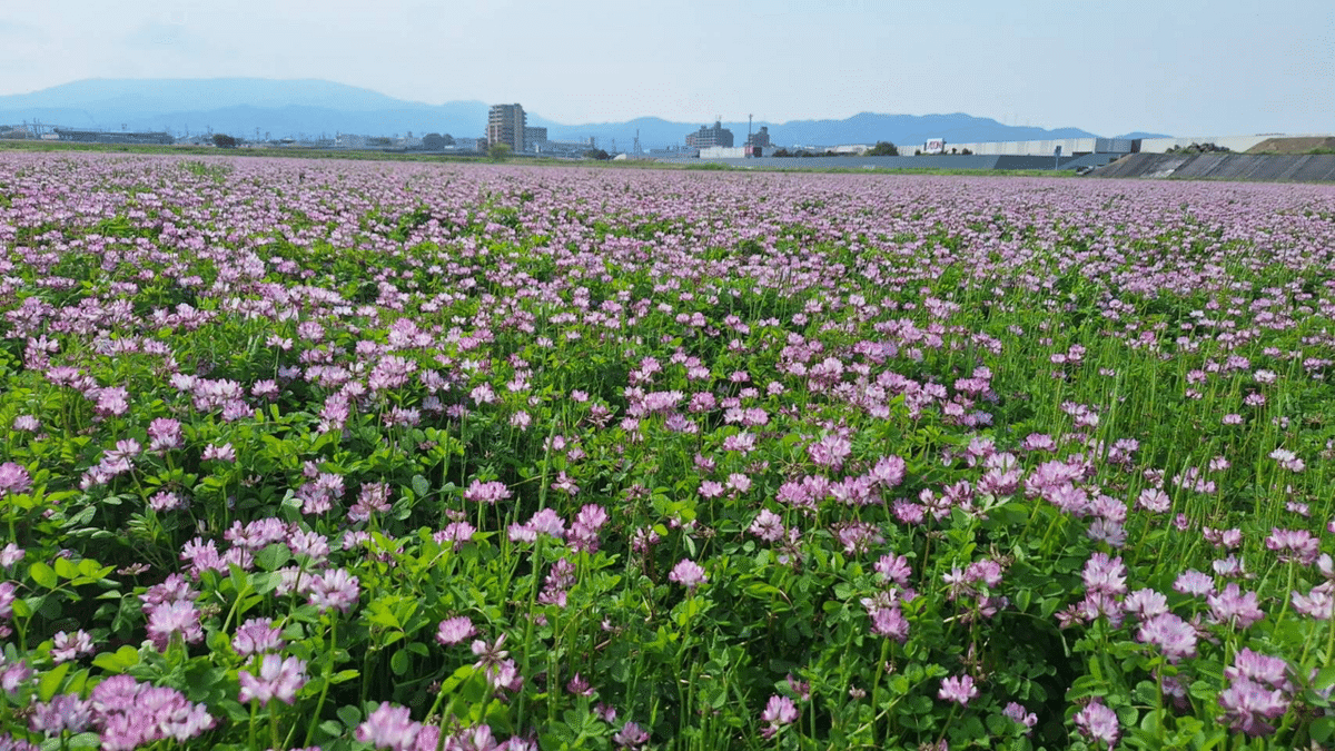 レンゲ畑が教えてくれる、自然のチカラとやさしさ｜小郡市議会議員