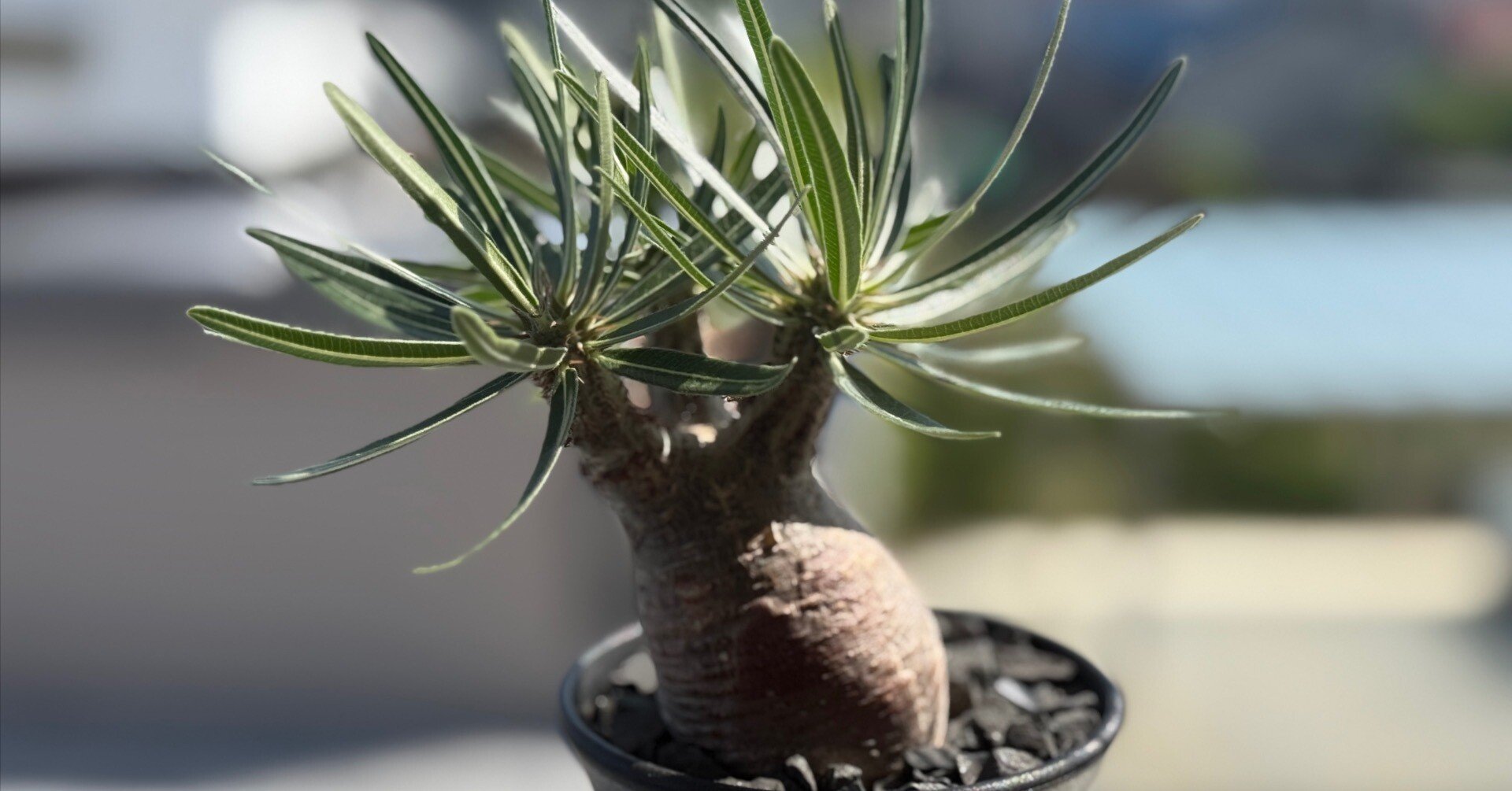 塊根植物を始めたい方へ｜林檎珈琲