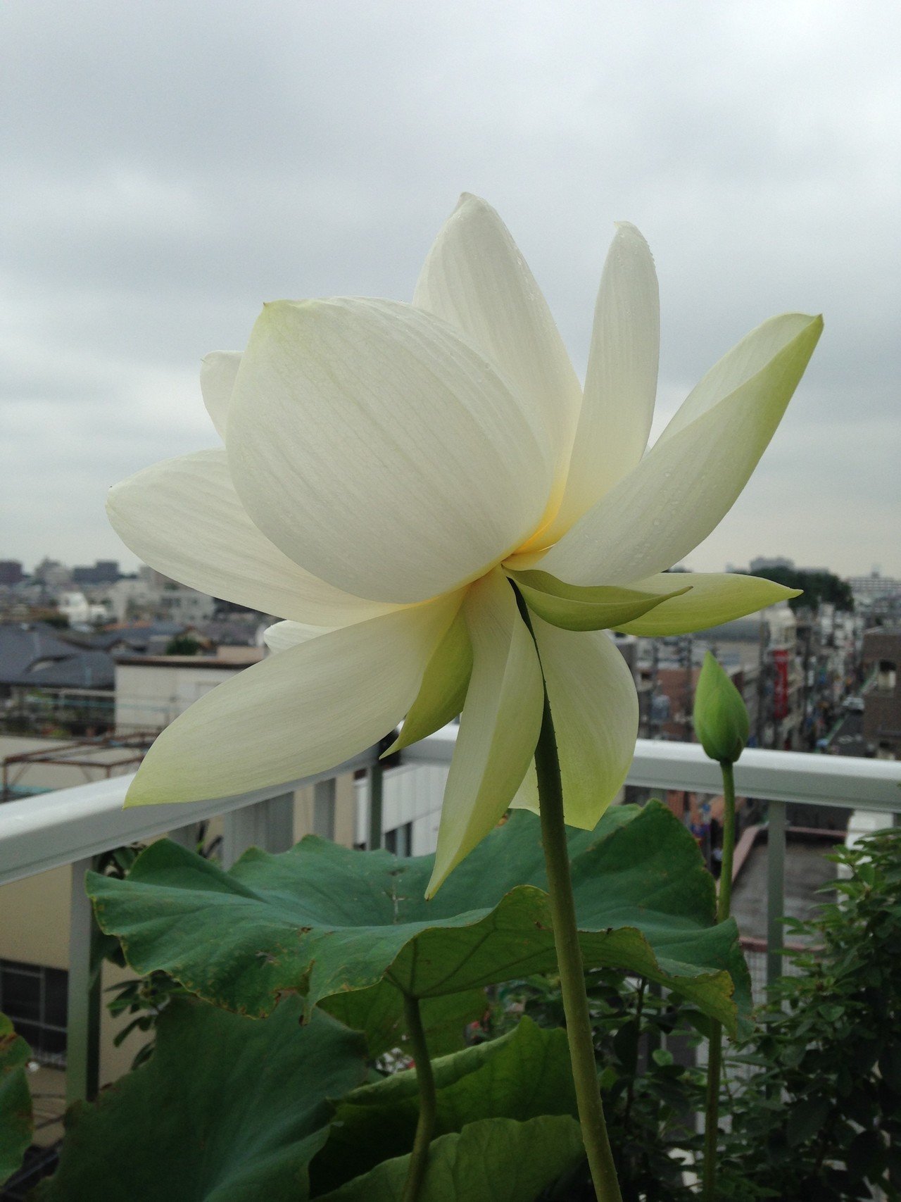 蓮の花 桑名白蓮 なでがたペンギン Note