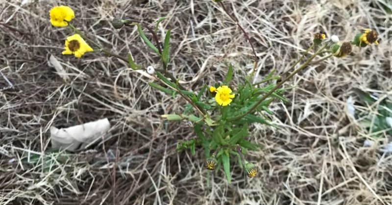 束の間の一花最終話 『幸福が遠すぎたら』朗読に寄せて|地下で 束の間の一花最終話 『幸福が遠すぎたら』朗読に寄せて|地下で
