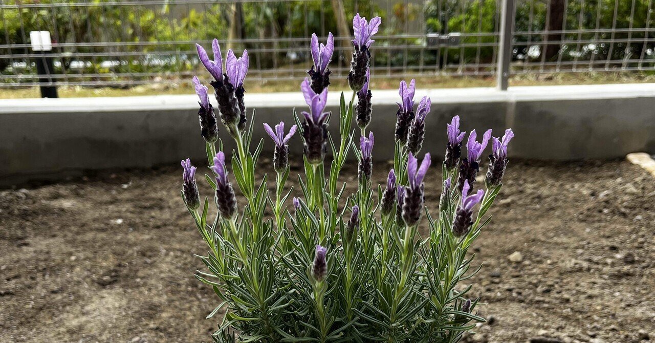 フレンチラベンダー🪻の生育日記｜だっぺ