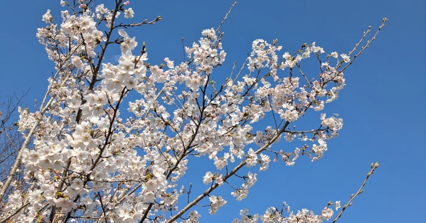 桜が白い｜ザキナカ🗽