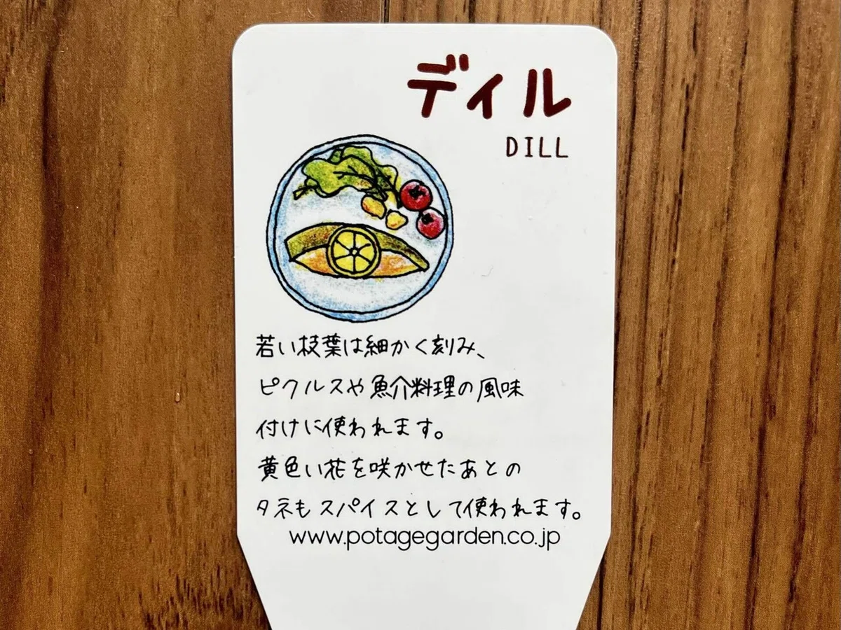 ディルの成長日記🌿|だっぺ