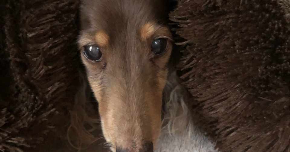 愛犬が体調不良を起こした 津久井 梓 Note