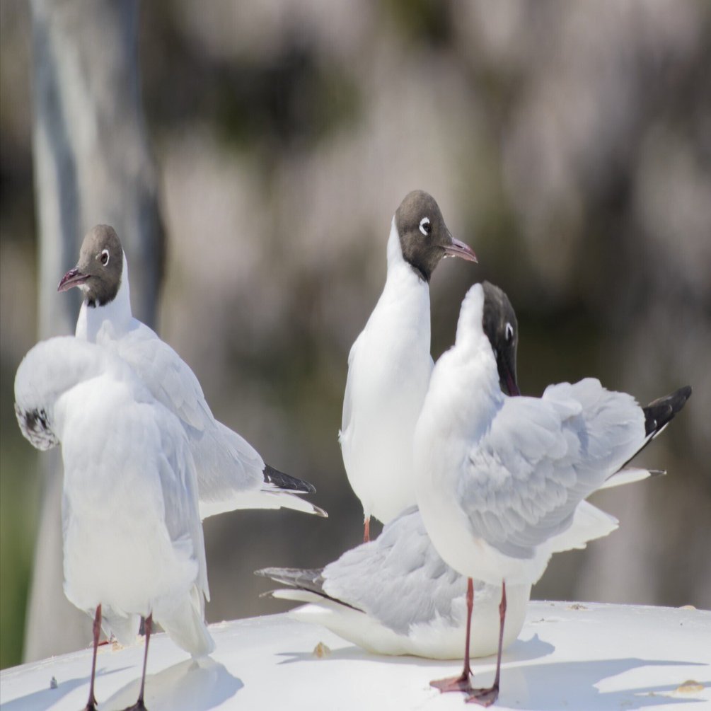 夏羽に換羽中のユリカモメ｜Miya